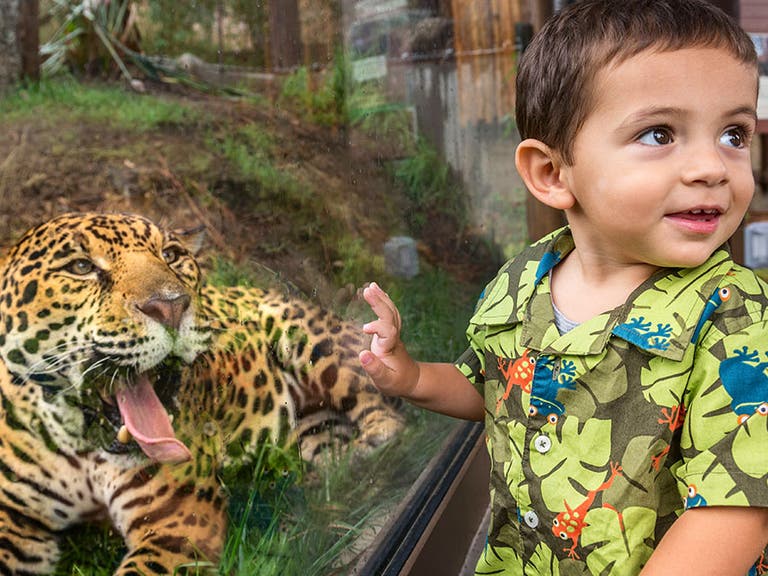 Jaguar and kid at the L.A. Zoo