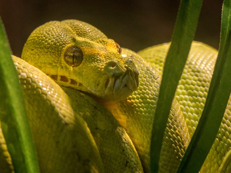 Green tree python at the LAIR in the L.A. Zoo