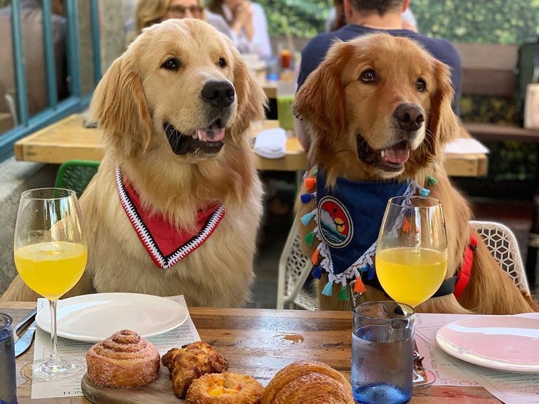 Dogs enjoying brunch at The Rose Venice