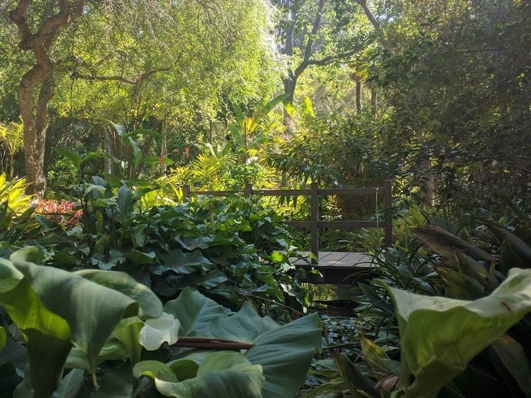 Mildred E. Mathias Botanical Garden à l'UCLA | Instagram by @bobbykrogstie