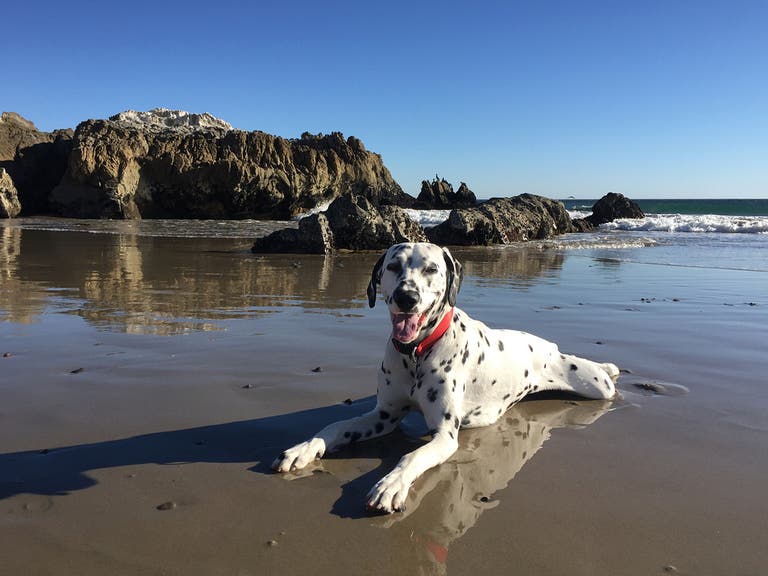 Lucky the Dalmatian on the beach at Leo Carrillo State Park